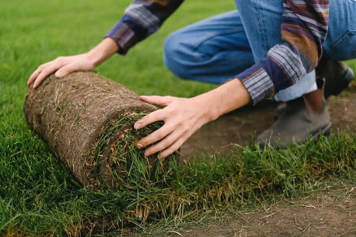 Sod Removal & Replacement in Tallahassee, FL